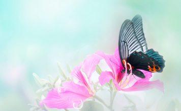 Cinsel Terapide “Kelebek Etkisi”